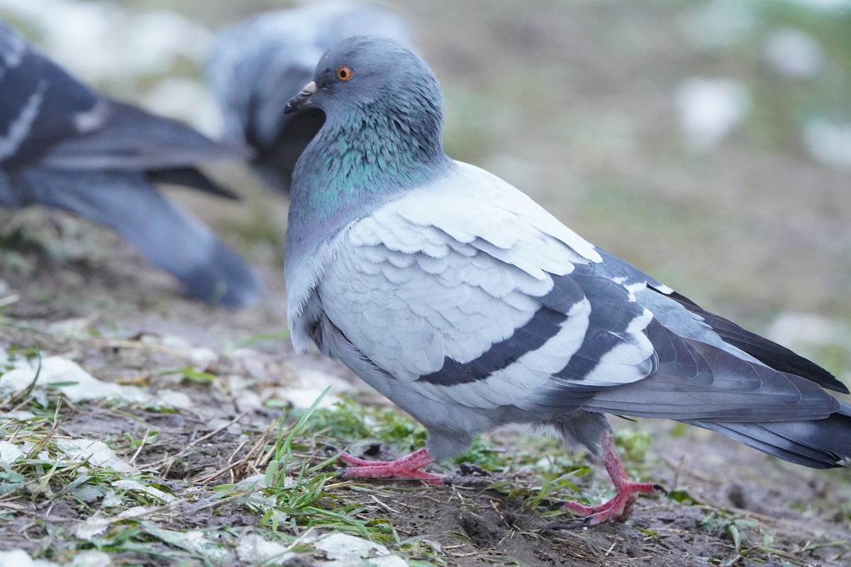 יונת בית - ML646357524