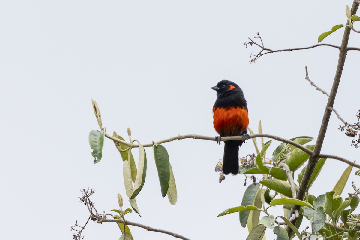 Огненнобрюхая танагра - ML646357525