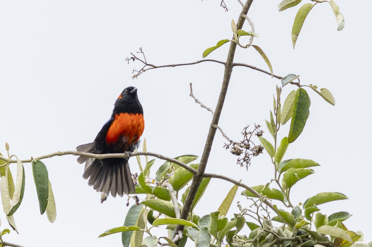 Огненнобрюхая танагра - ML646357526