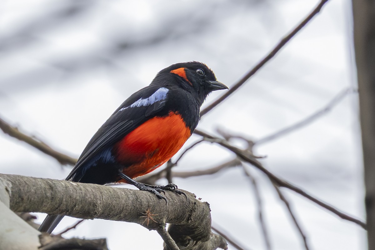 Огненнобрюхая танагра - ML646357527