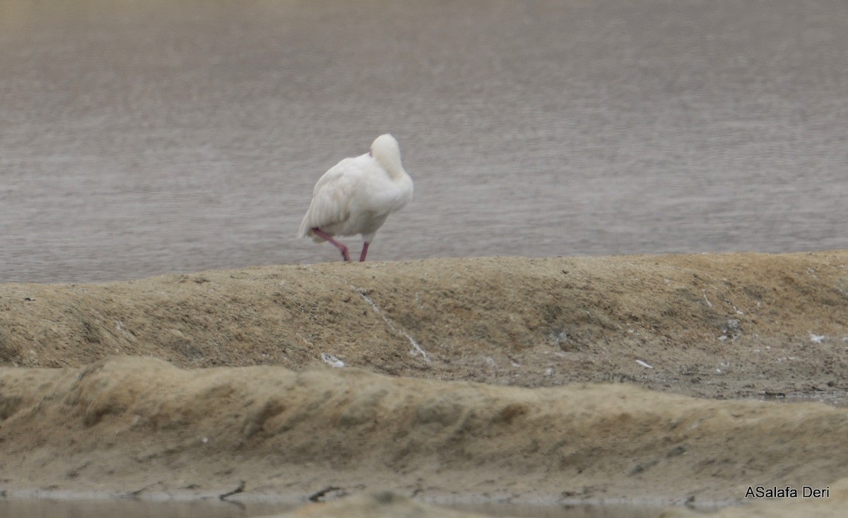 African Spoonbill - ML646357528