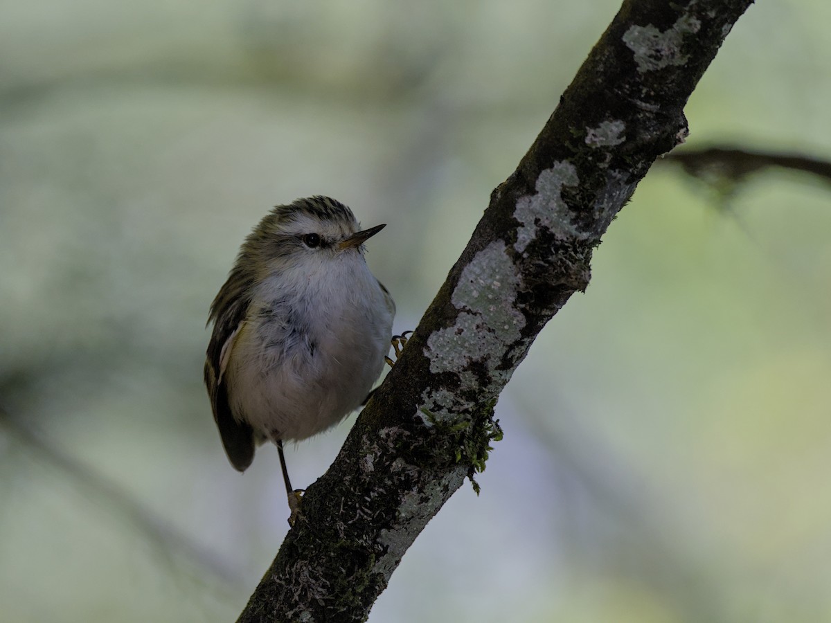 Rifleman - ML646357529