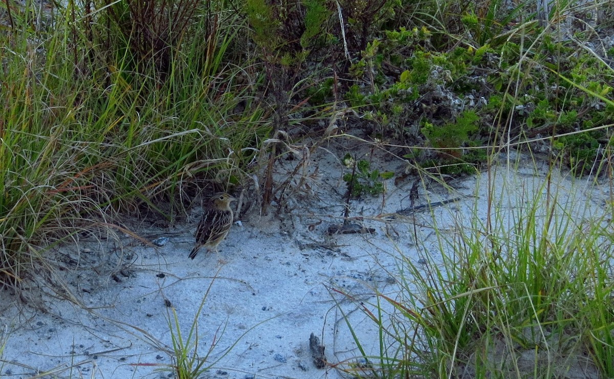 Grasshopper Sparrow - ML646357530