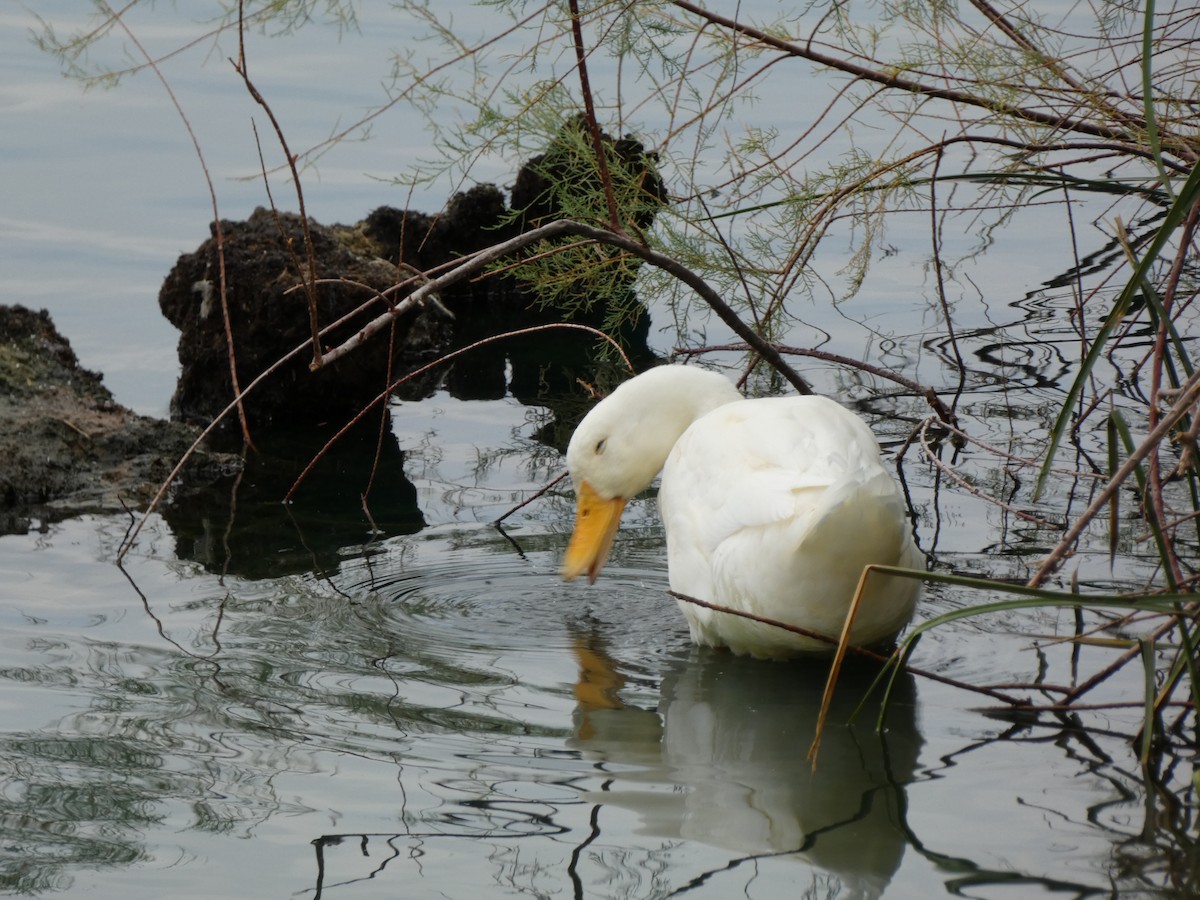 Mallard - ML646357531