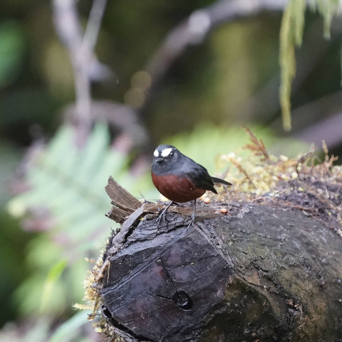 Chestnut-bellied Chat-Tyrant - ML646357532