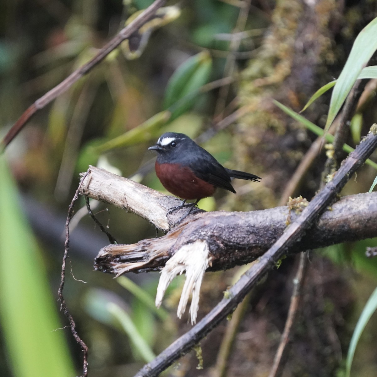 Chestnut-bellied Chat-Tyrant - ML646357533