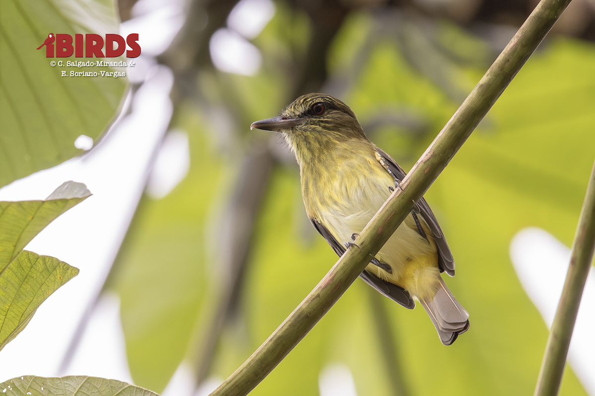 Желтопоясный атилла - ML646357535