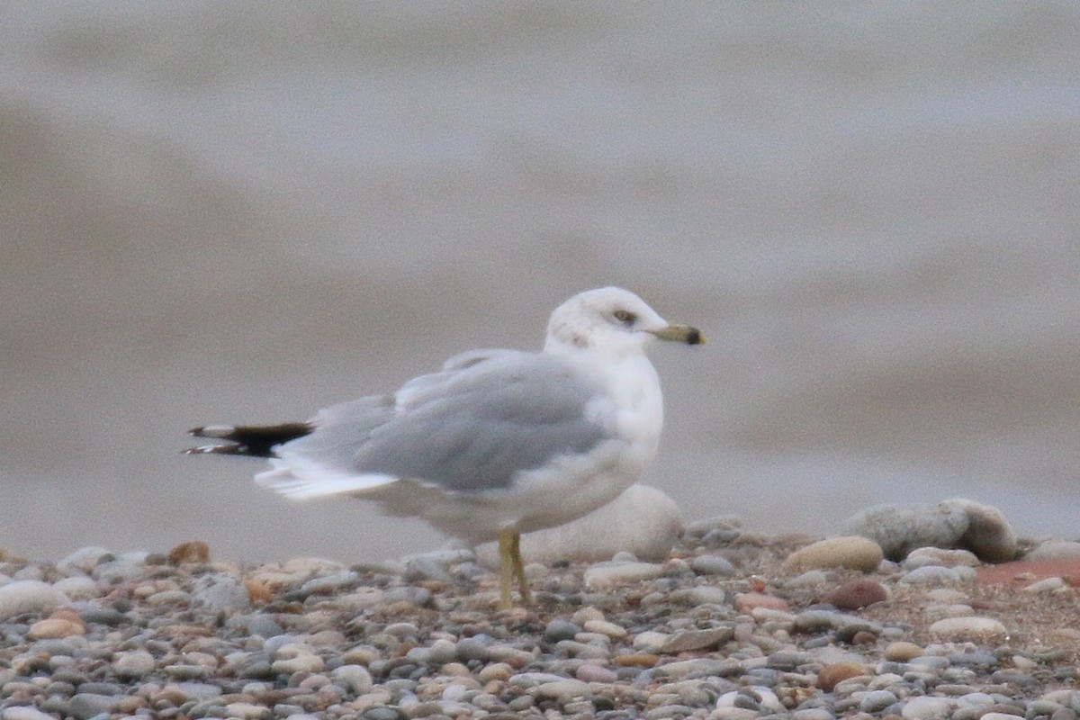 Ring-billed Gull - ML646357538