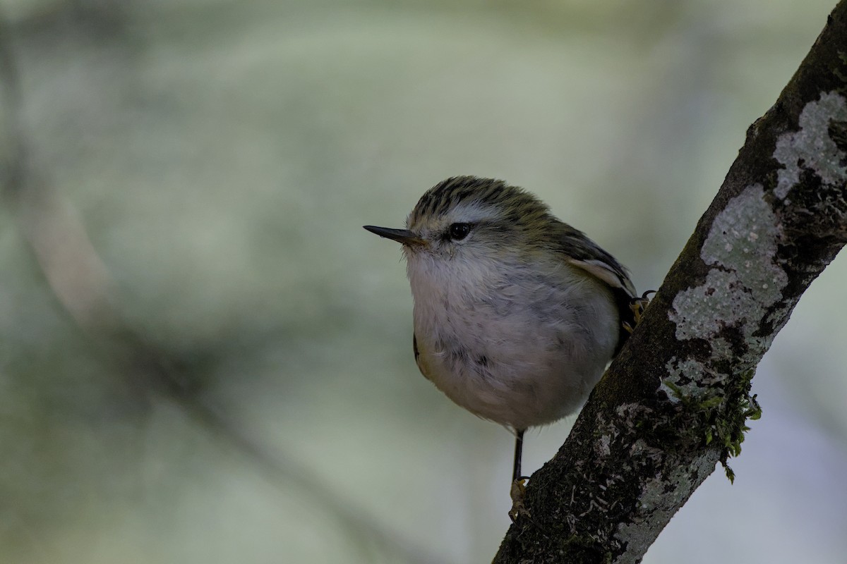 Rifleman - ML646357539