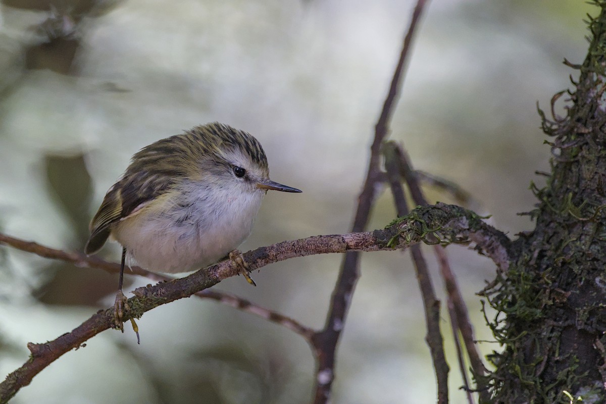 Зелёный стрелок - ML646357541