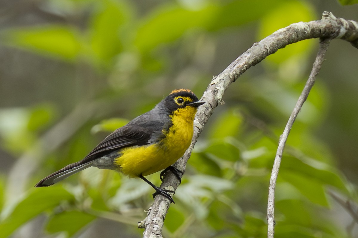 Очковая канделита - ML646357542