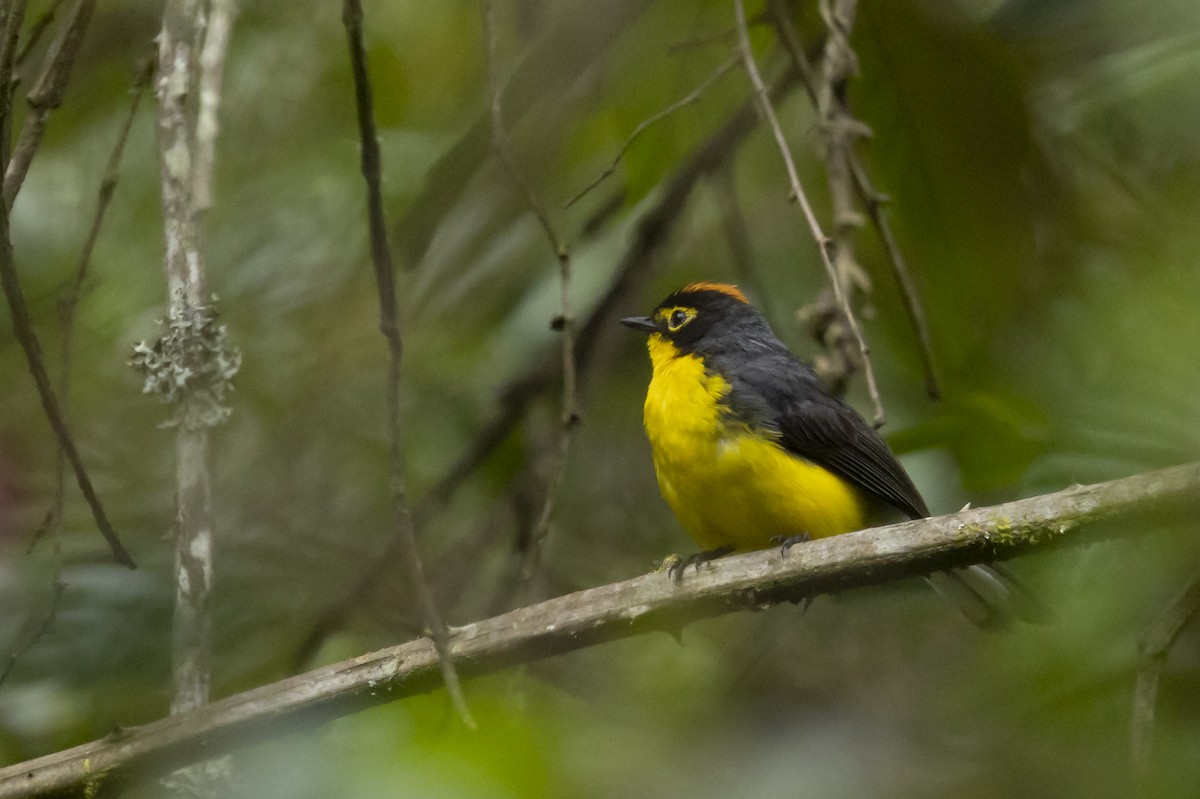 Очковая канделита - ML646357543