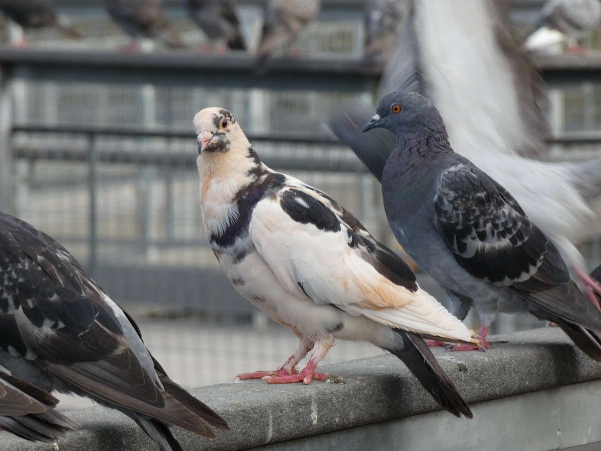 יונת בית - ML646357544