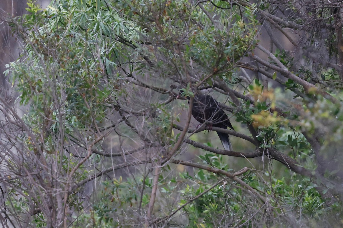 Белохвостый вяхирь - ML646357547