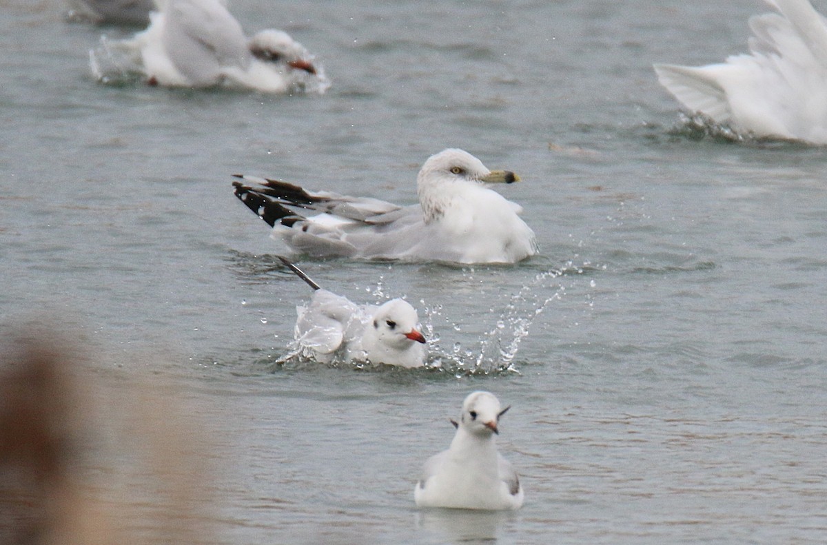Ring-billed Gull - ML646357548