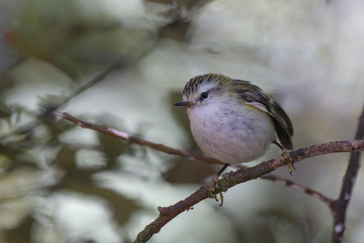 Rifleman - ML646357549