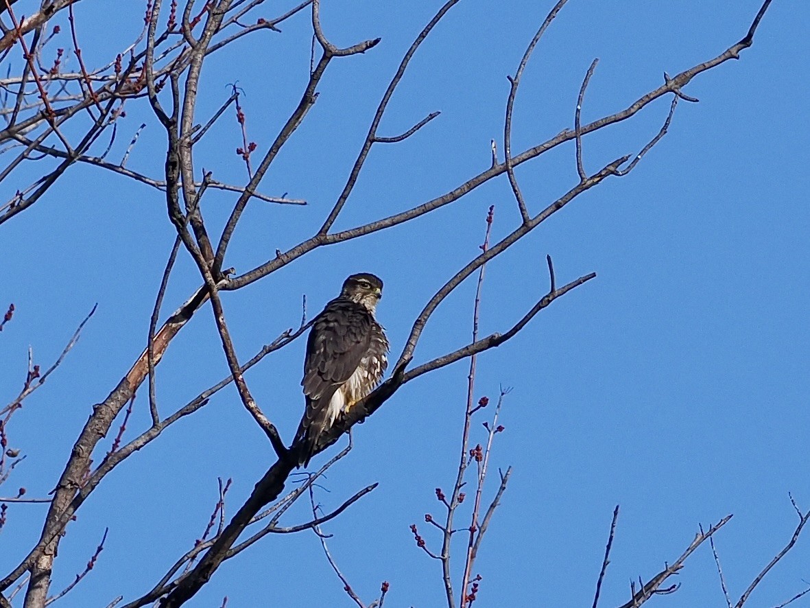 Merlin - ML646357550