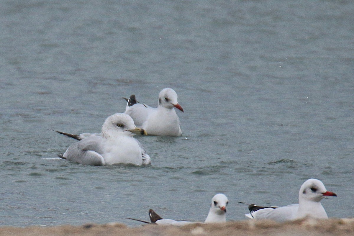 Ring-billed Gull - ML646357556