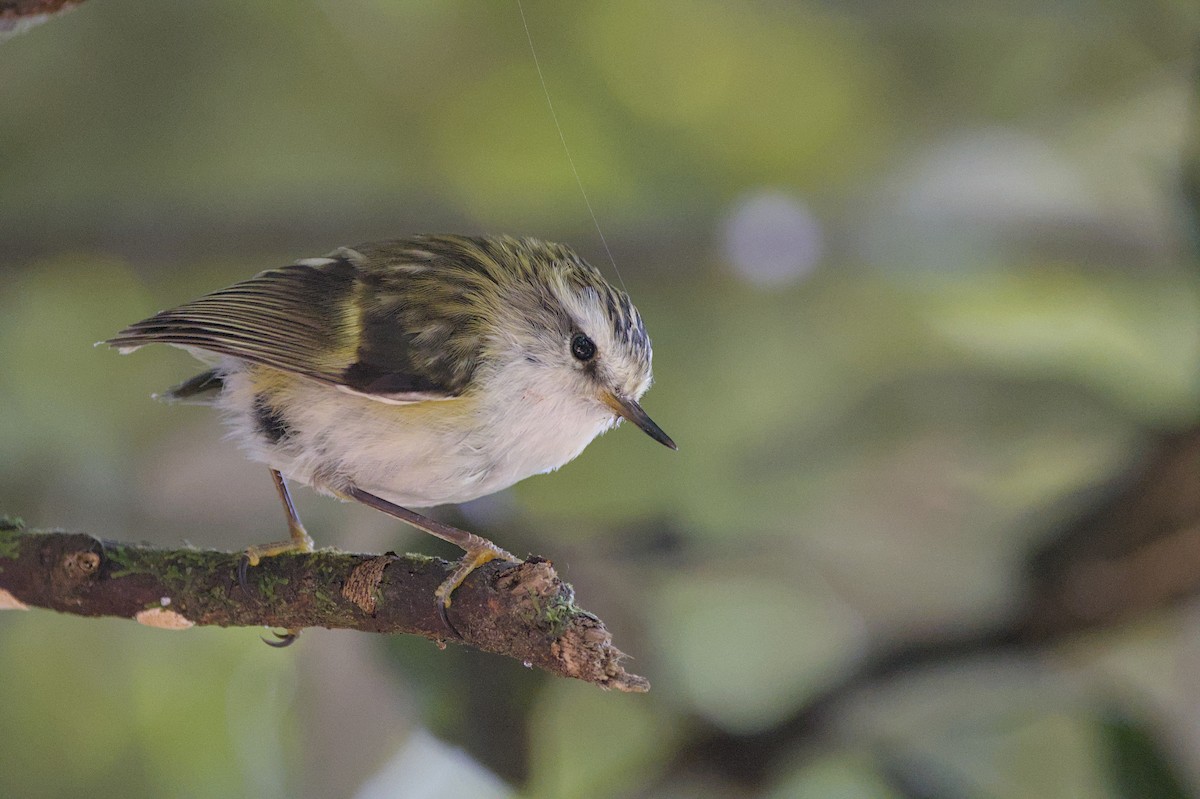 Rifleman - ML646357557