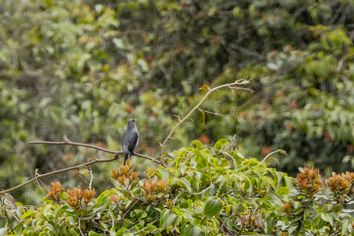 Red-crested Cotinga - ML646357558
