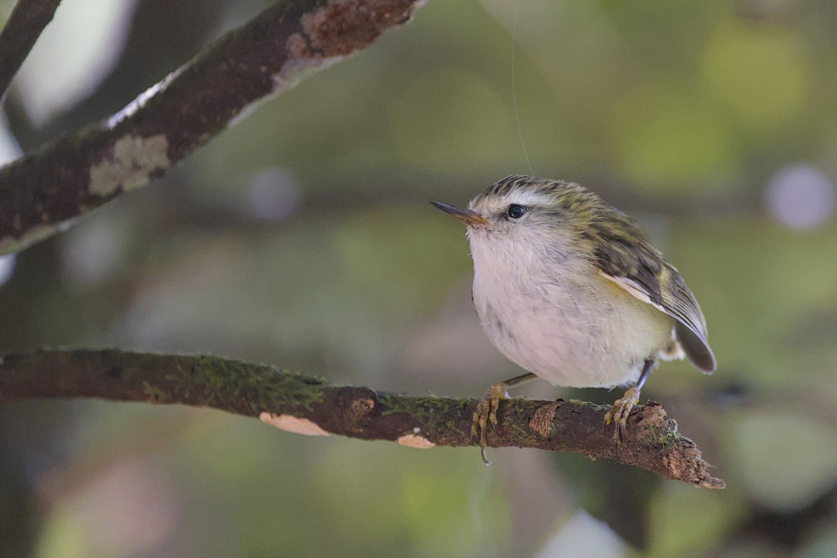 Rifleman - ML646357560