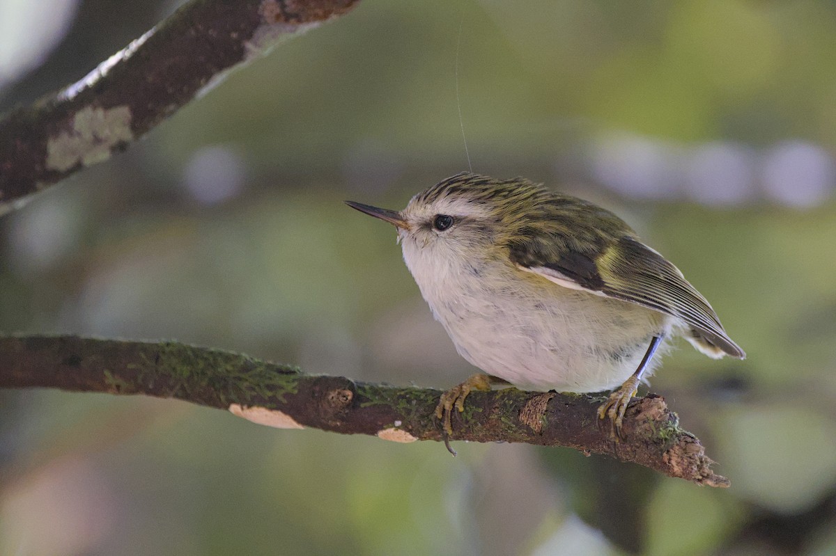 Rifleman - ML646357566