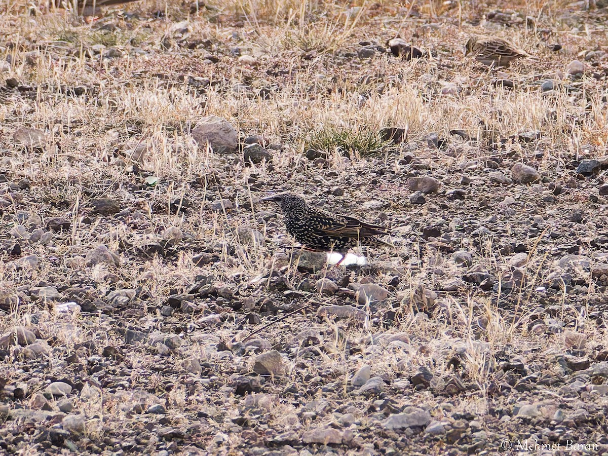 European Starling - ML646357567