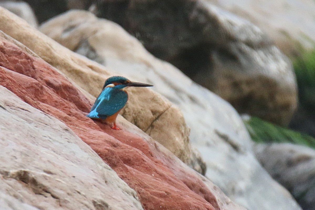 Common Kingfisher - ML646357569
