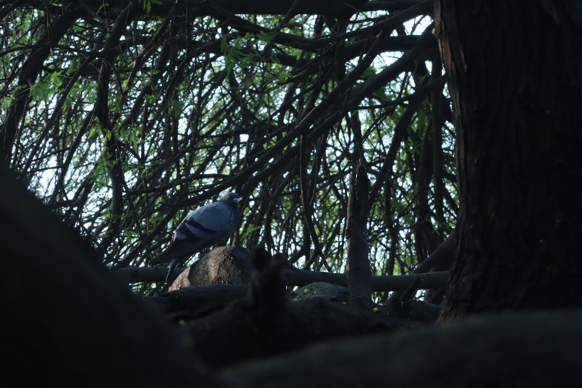 יונת בית - ML646357575