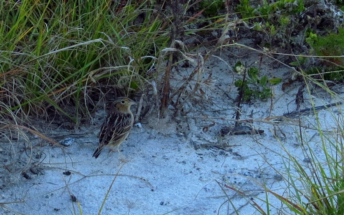 Grasshopper Sparrow - ML646357588