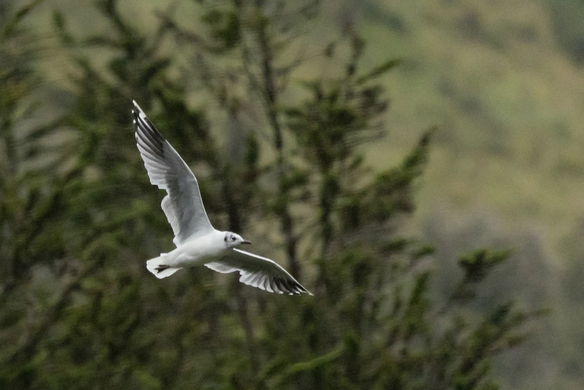 Andean Gull - ML646357590