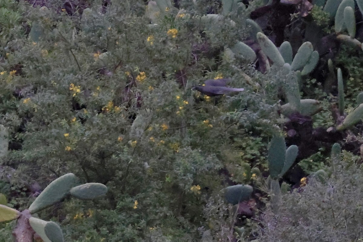 Laurel Pigeon - ML646357594