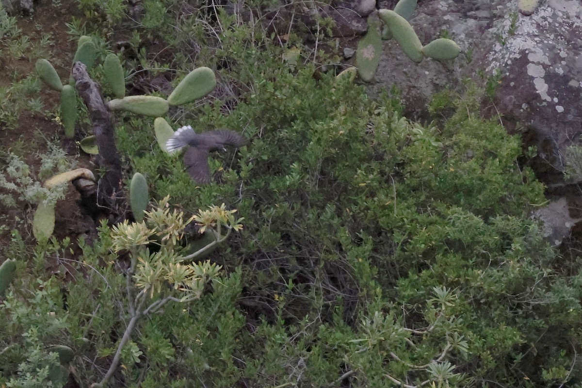 Laurel Pigeon - ML646357595