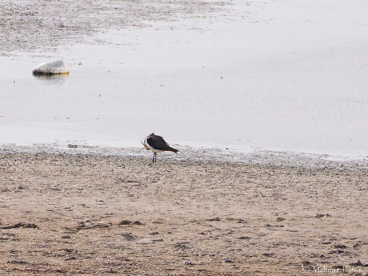 Northern Lapwing - ML646357599