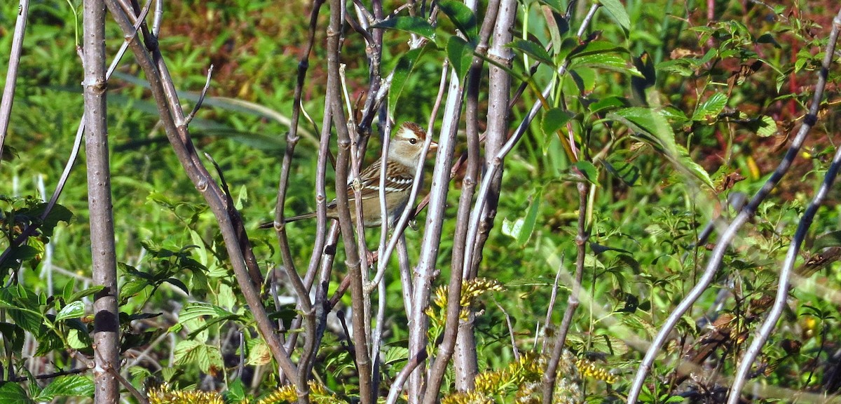 White-crowned Sparrow - ML646357600