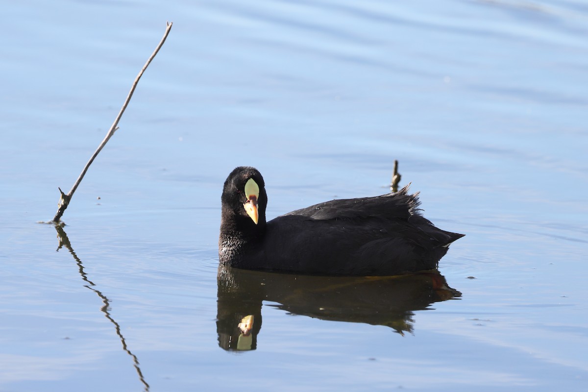 lyska žlutočelá - ML646357604