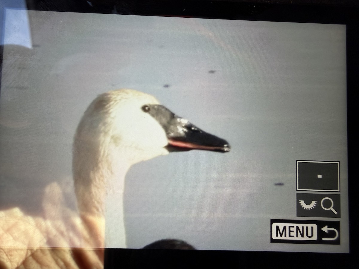 Trumpeter Swan - ML646357606