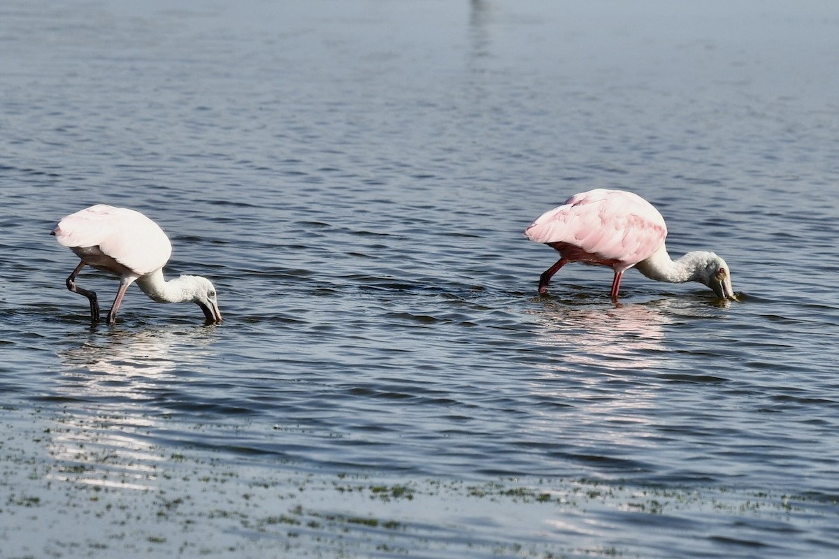Espátula Rosada - ML646357611
