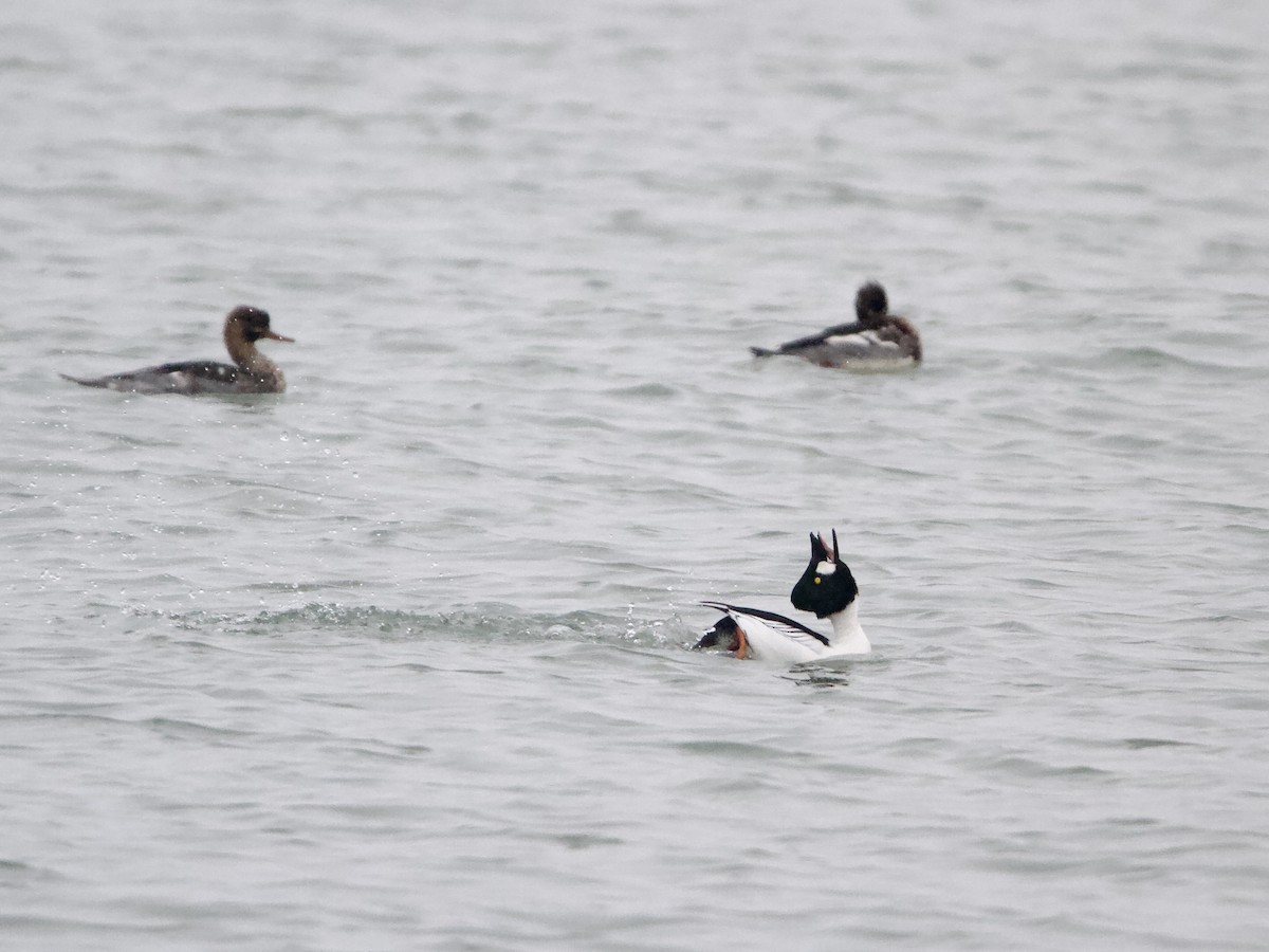 Common Goldeneye - ML646357615