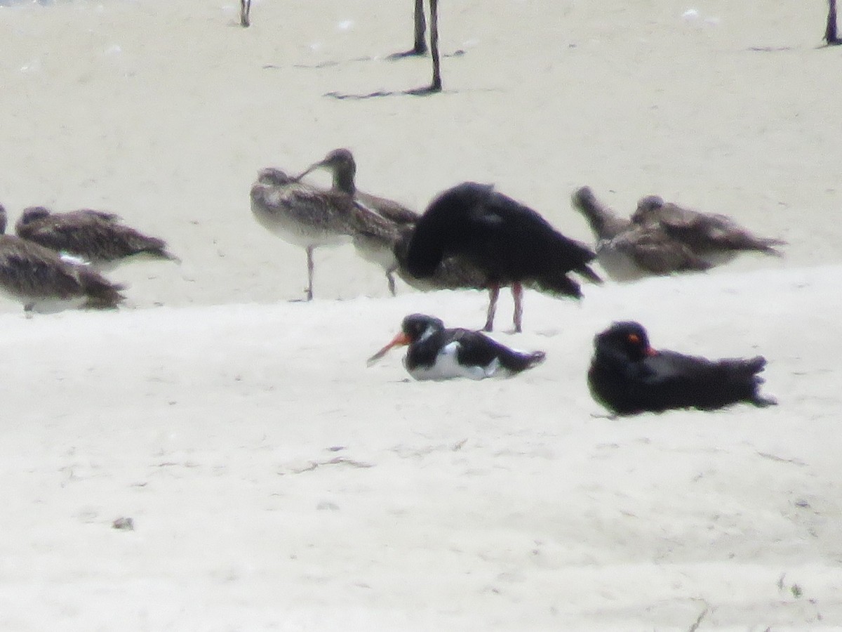 Eurasian Oystercatcher - ML646357616