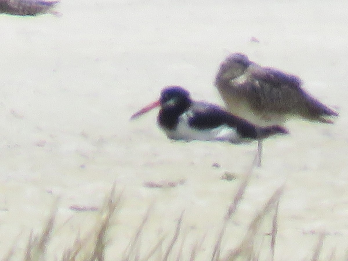 Eurasian Oystercatcher - ML646357617