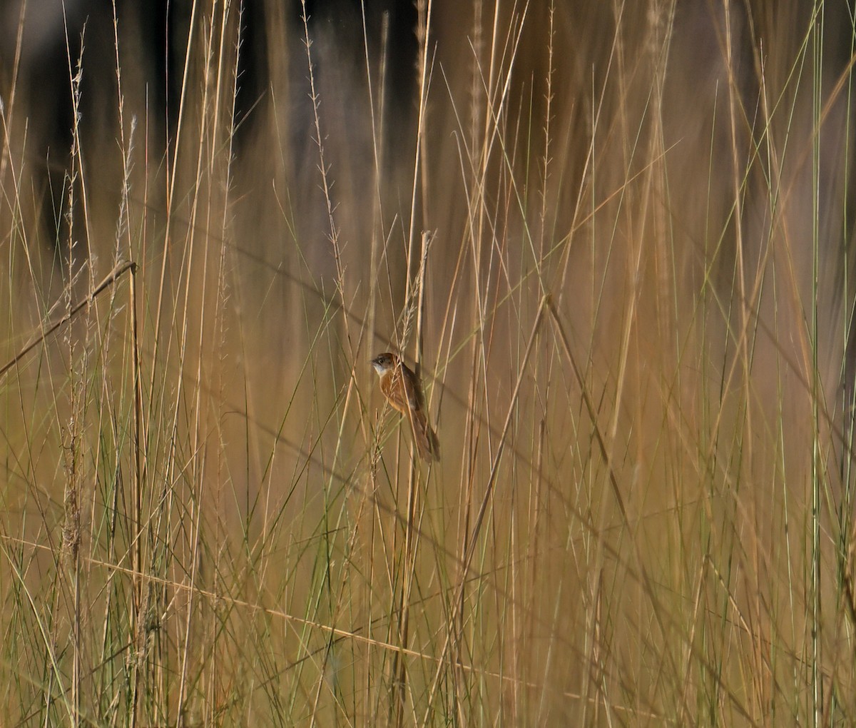 Jerdon's Babbler - ML646357618