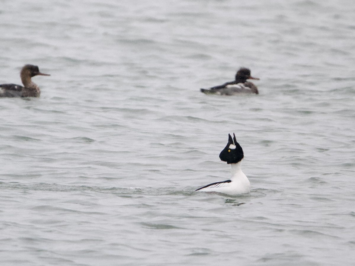 Common Goldeneye - ML646357621
