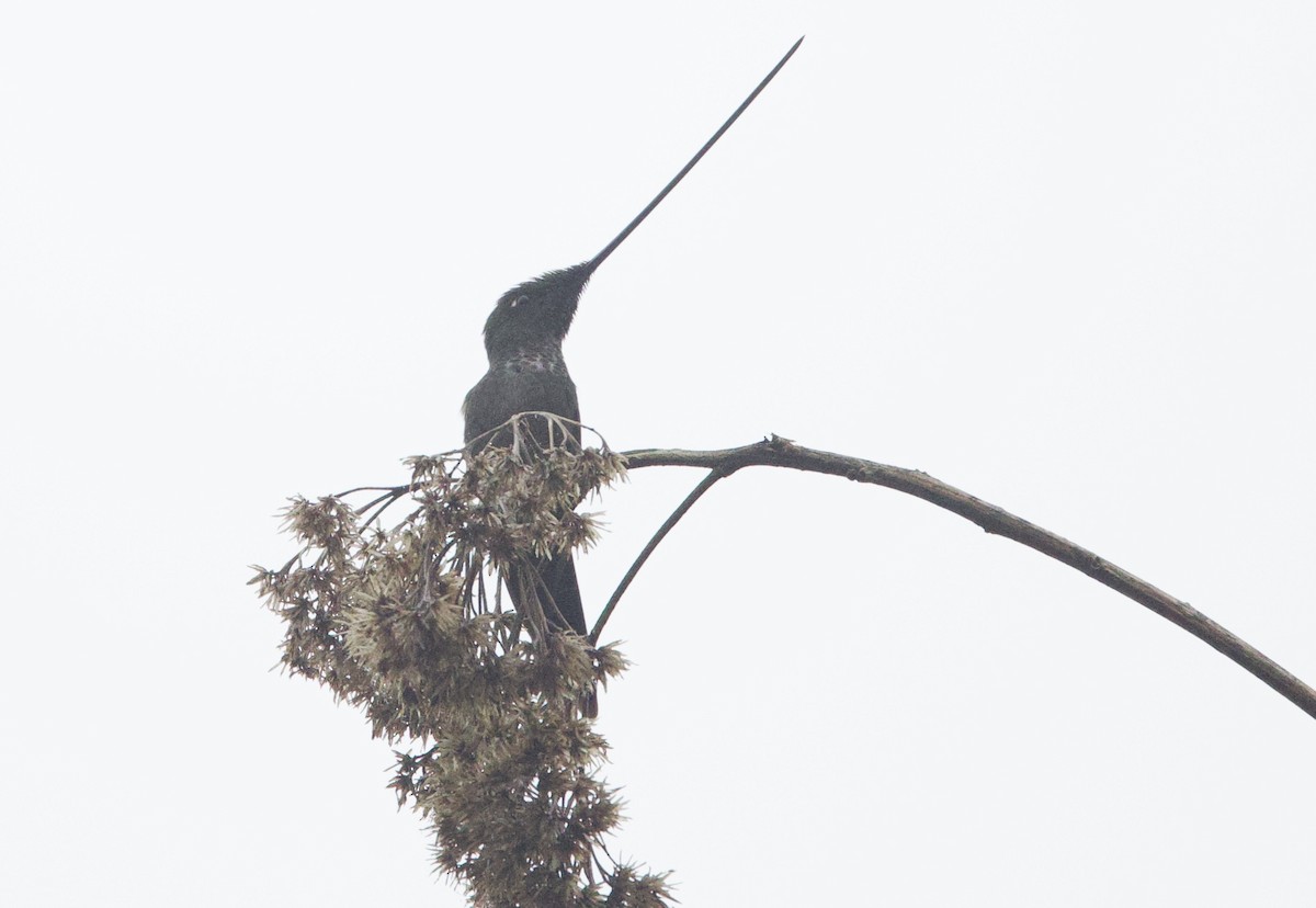 Sword-billed Hummingbird - ML646357623