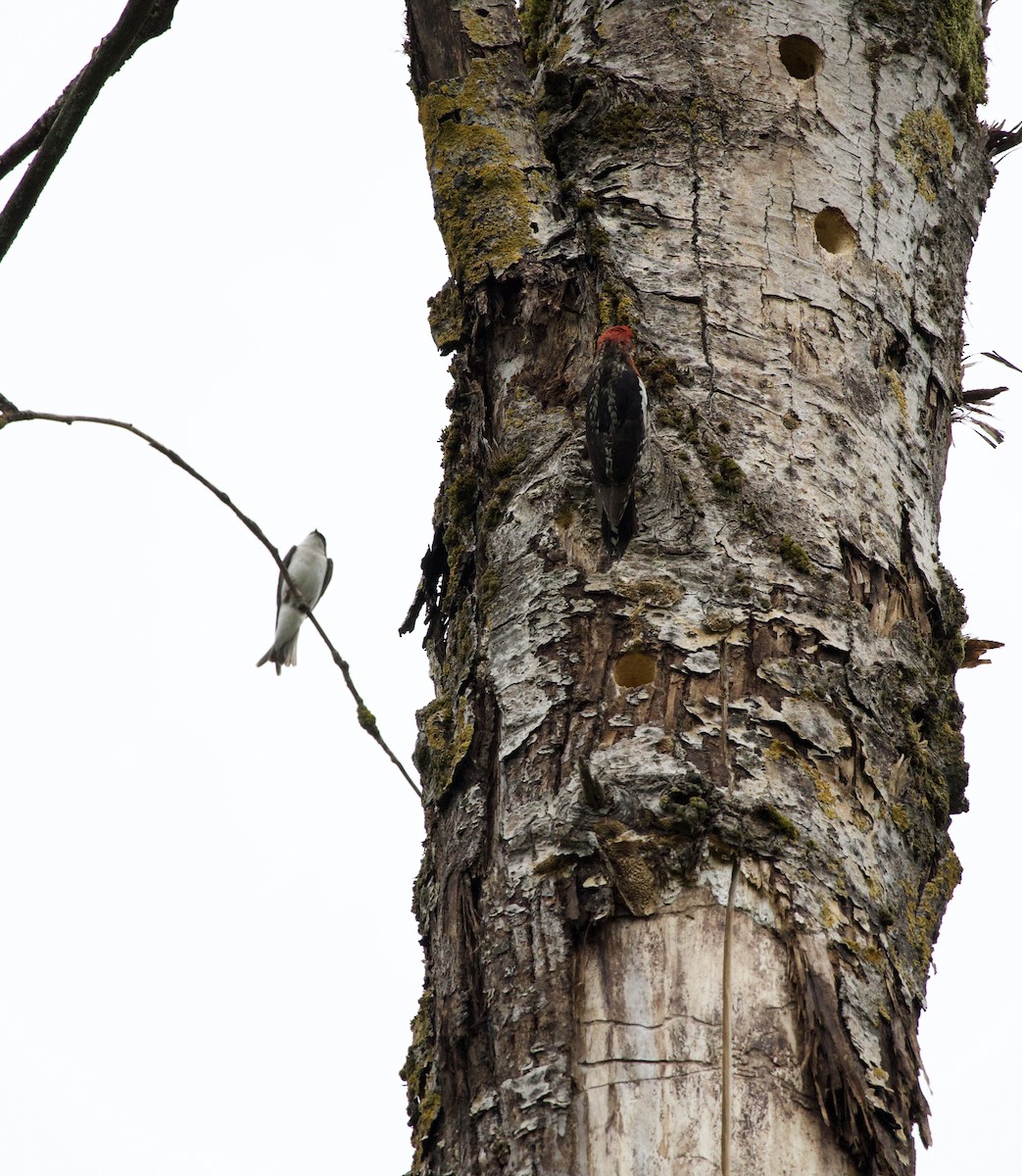 Tree Swallow - ML646357626