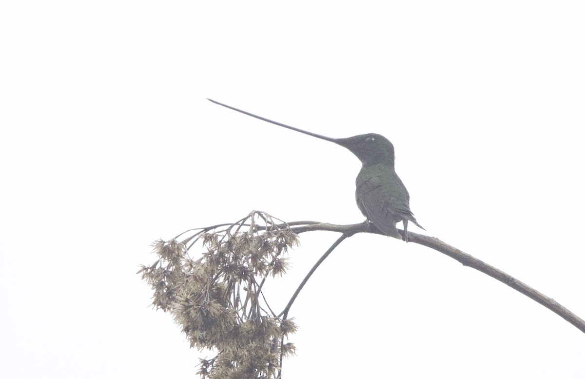Sword-billed Hummingbird - ML646357627