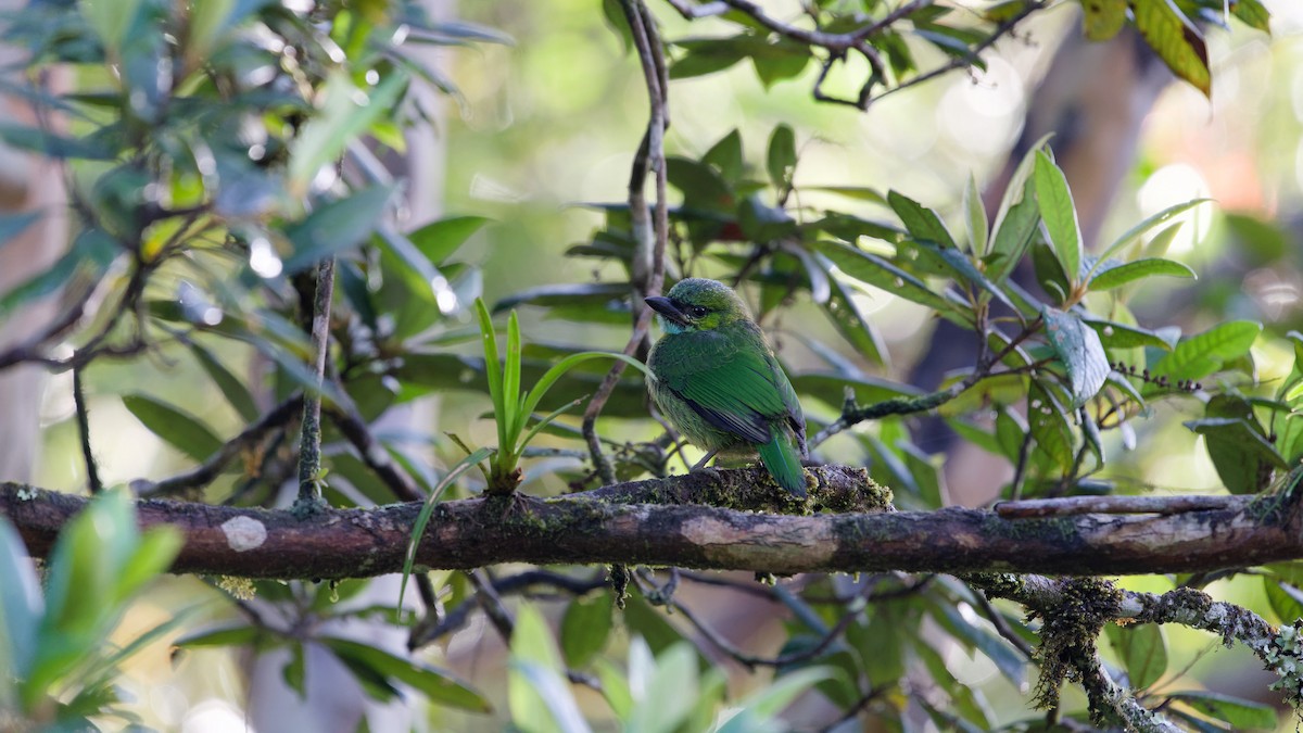 Golden-naped Barbet - ML646357633