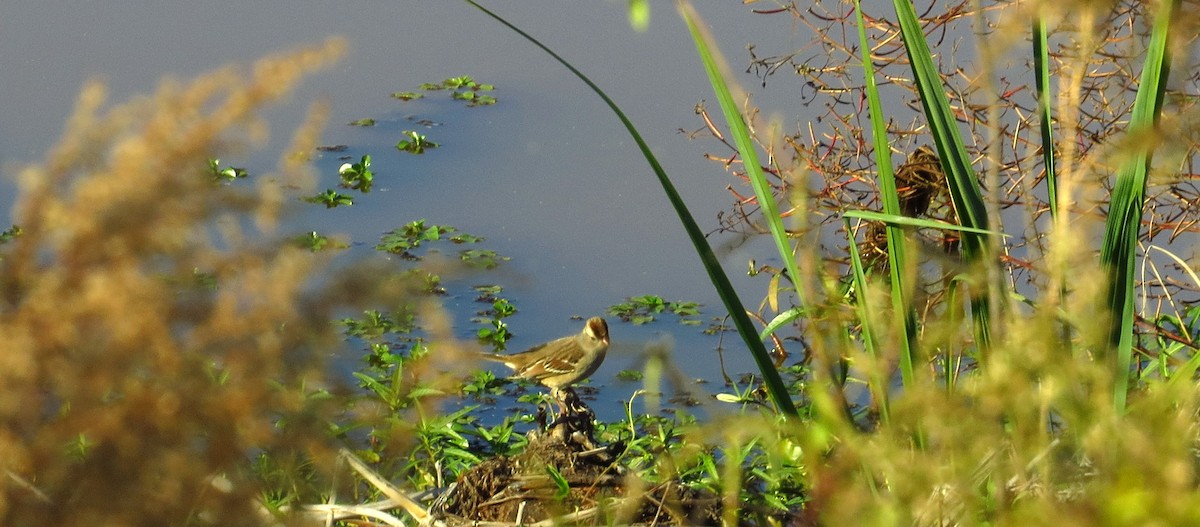 White-crowned Sparrow - ML646357634