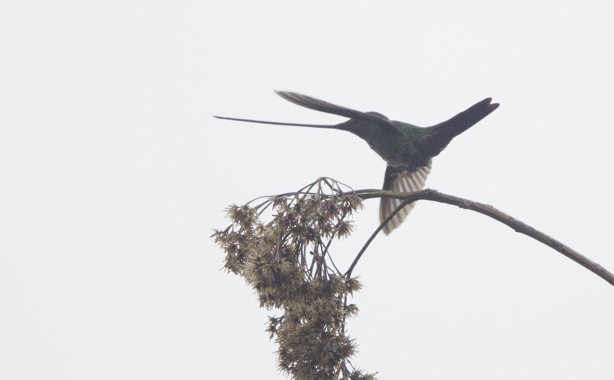 Sword-billed Hummingbird - ML646357635