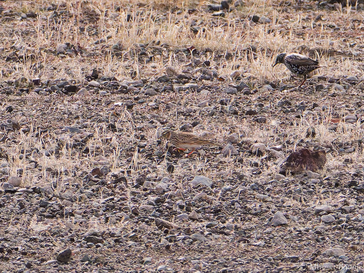 Eurasian Skylark - ML646357640